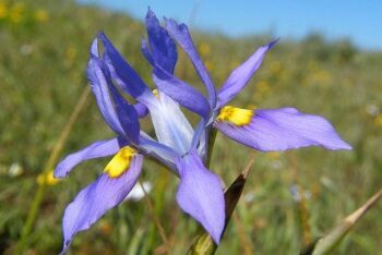 Moraea fugax flower, Langebaan, Cape West Coast