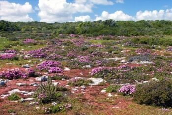 Wildflowers, West Coast National Park, Cape West Coast