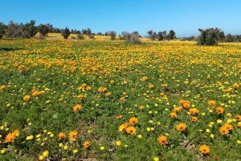 Flowers, West Coast National Park, Cape West Coast