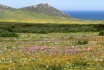 Postberg Flower Reserve, Cape West Coast