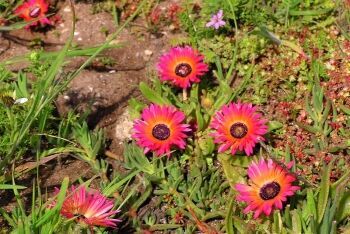 Narrow Leaf Bokbaaivygie, (Dorotheanthus apetalus (L.f.) N.E.Br.), West Coast National Park, Cape West Coast