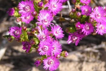 Wildflowers, West Coast National Park, Cape West Coast