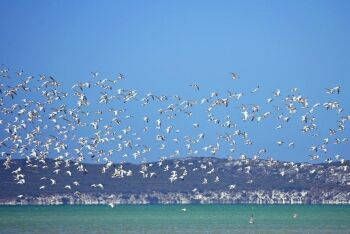 West Coast National Park, Cape West Coast